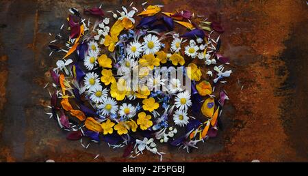 Spiral of flowers and petals on a background of Rusty metal. Buttercups, Daisies, Columbine, Calandula, Lily of the Valley, Welsh Poppy, rocket, Forge Stock Photo