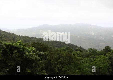 View of the forest canopy and rolling Mountains of St. Lucia from the Babonneau rainforest. Stock Photo