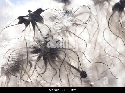 Flying seeds in wild garden backlit Stock Photo