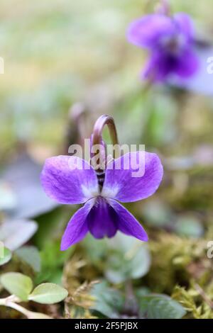 Purple wild violets in the field, purple violets with delicate petals, violets blooms, spring flowers macro, beauty in nature, floral photo, macro Stock Photo