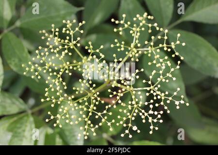 Elderberry (Sambucus) is a genus of flowering plants in the family adoxaceae (Adoxaceae) Stock Photo