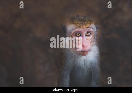Close-up wildlife portrait of young, scared and sad toque macaque (Macaca sinica) old world monkey in Sri Lanka. Stock Photo
