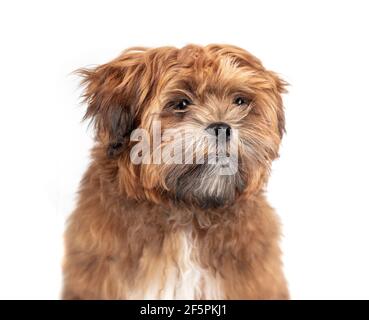 Isolated Shichon teddy bear puppy headshot. 6 month old small fluffy male dog. Light-apricot color and black nose. Zuchon, Shih Tzu-Bichon mix.
