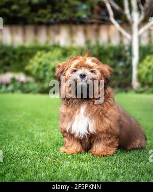 Zuchon teddy bear puppy sitting in the garden. 6 month old small fluffy male dog with light-apricot color and black nose. Known as Shichon, Shih Tzu-B