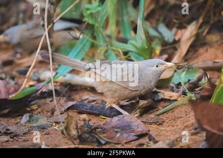 Close-up wildlife portrait of a Yellow-billed babbler (Argya affinis) on a forest floor in Sri Lanka, South Asia. Stock Photo