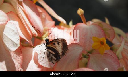 Beautiful Postman butterfly on pink flowers, beaten up wings Stock Photo