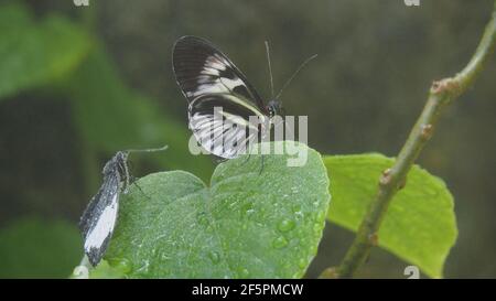 Postman butterfly side view, wing underside view, standing on green leaf with droplets Stock Photo