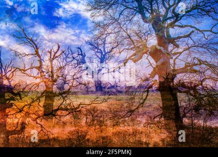 Abstract - old oaks. Dusk in Rogalin Landscape Park. Grazing meadows on the floodplains - Warta river valley. Stock Photo