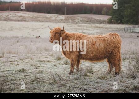 Portrait of a young highland cow bull (bos taurus taurus) or hariy coo on a frosty, cold winter day in the Scottish Highlands, Scotland. Stock Photo