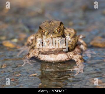 Common Toad (Bufo bufo) male and female in a breeding pond with amplexus. Stock Photo