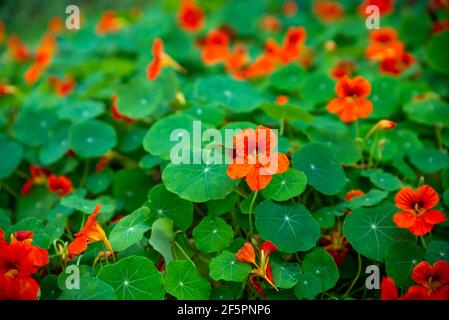 A large number of orange blooming edible flowers of Tropaeolum (Nasturtium called, too) and their green leaves in flower bed in garden. Stock Photo