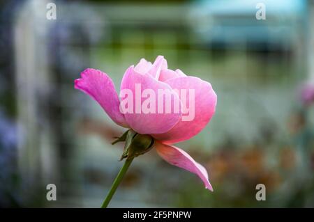 Pink rose, blooming on blurred colorful garden background. Stock Photo