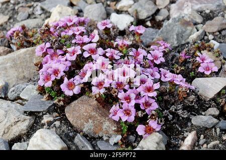 Purple mountain saxifrage (Saxifraga oppositfolia) in Spitsbergen Island, Svalbard Stock Photo