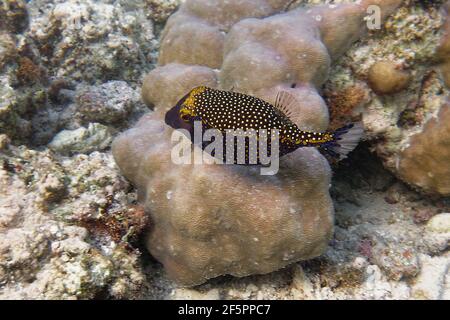 White-spotted boxfish (Ostracion meleagris) - Bunaken Island, Sulawesi, Indonesia Stock Photo