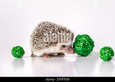 African pygmy hedgehog on white background with green rattan decorative balls, looking at the camera. Close-up. Stock Photo