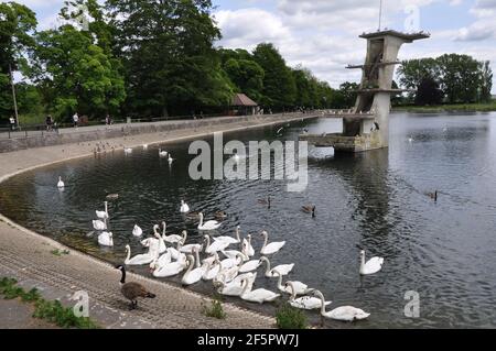 Wildlife at Coate Water Country Park Stock Photo