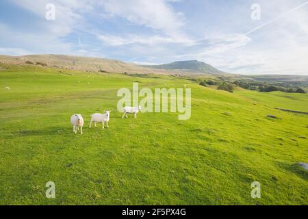 Three white cheviot sheep (Ovis Aries) in the rural English countryside landscape of Inglesborough in the Yorkshire Dales National Park, UK. Stock Photo