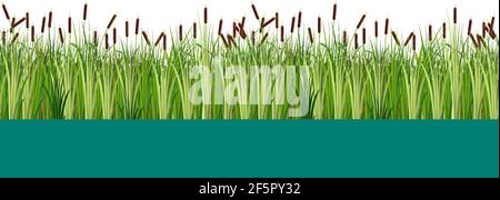 Vector reed and cattail plants in the lake or swamp water seamless pattern. Flat vector illustration isolated on white background Stock Vector