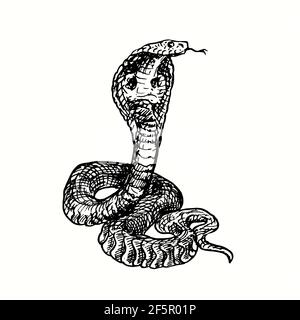 The king cobra (Ophiophagus hannah). Ink black and white doodle drawing in woodcut style. Stock Photo