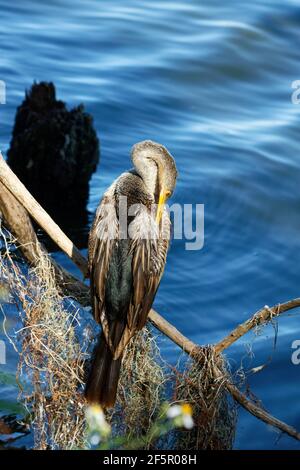 Anhinga (Anhinga anhinga) preening, Circle B Bar Reserve, Florida, USA ...