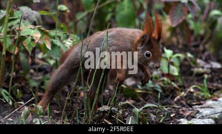 A Jumping Squirrel in Erlangen at Germany Stock Photo