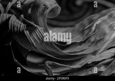 Abstract macro of dried corn husks in black and white Stock Photo