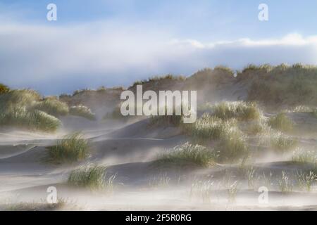 Sandstorm in dunes grown with Marram grass Stock Photo