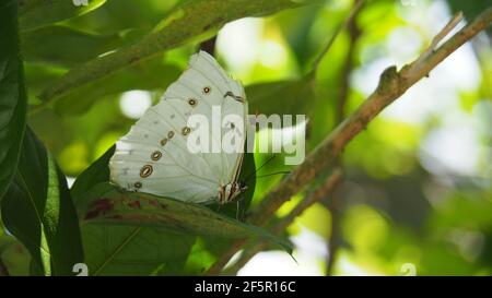 Big white butterfly with white circles - white morpho, central america butterfly Stock Photo
