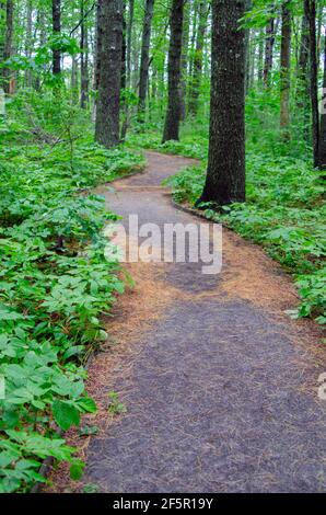 Meandering trail through a New England forest Stock Photo