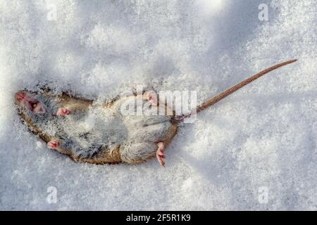 A dead mouse lies in the snow. Extermination of pests and spreading diseases Stock Photo