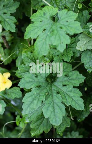 bitter gourd fruits, flowers and leaves in sunlight. bitter gourd farm, balsam apple, balsam pear, bitter cucumber, bitter melon. Stock Photo