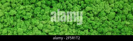 Moss texture background, panoramic banner with green reindeer moss in home garden or indoor. Panorama of lichen plants on inside office wall. Concept Stock Photo