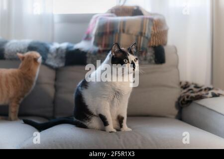 two domestic cats interact on the sofa Stock Photo