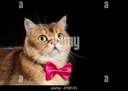 Portrait of cute face of british shorthair cat in bow tie on black background. Copy space Stock Photo