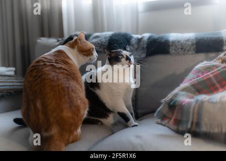 two domestic cats interact on the sofa Stock Photo