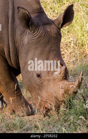 White Rhino in South Africa Stock Photo