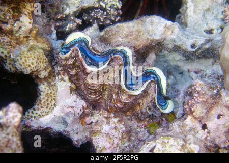 Giant clam (tridacna maxima) in Red Sea Stock Photo