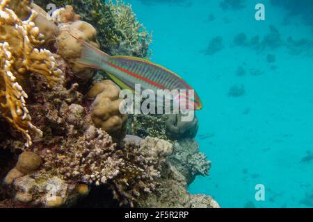 Klunzinger's wrasse (Thalassoma rueppellii) in Red Sea Stock Photo