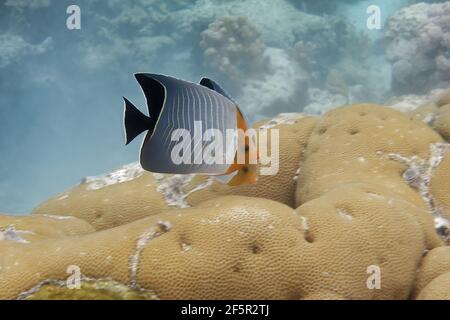 Hooded butterflyfish or Orangeface butterflyfish (Chaetodon larvatus) in Red Sea Stock Photo