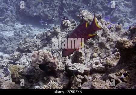 Yellow-edged lyretail (Variola louti) in Red Sea Stock Photo