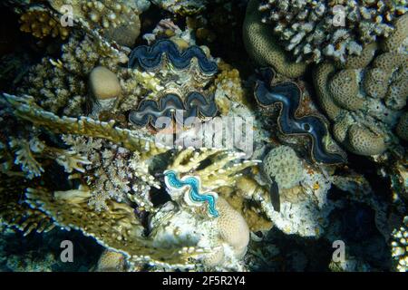 Giant clam (tridacna maxima) in Red Sea Stock Photo