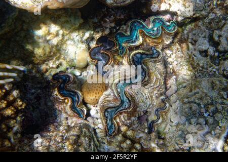 Giant clam (tridacna maxima) in Red Sea Stock Photo