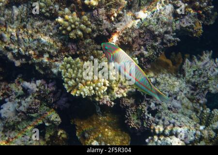 Klunzinger's wrasse (Thalassoma rueppellii) in Red Sea Stock Photo