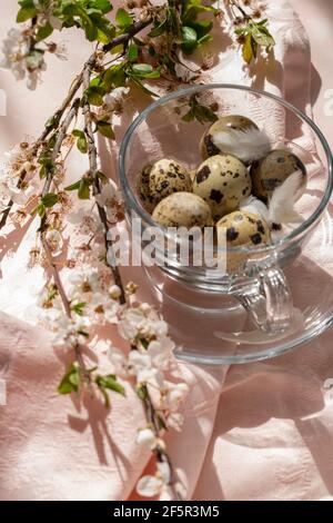 Easter decorations - quail eggs in a tea cup on the table, with blossom plum branch Stock Photo