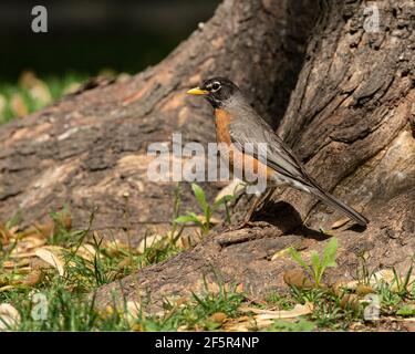 American Robin foraging tag tree base. Stock Photo