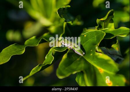 Side view of American Green Tree Frog (Hyla cinerea) sitting on philodendron leaf, Florida, USA. Stock Photo