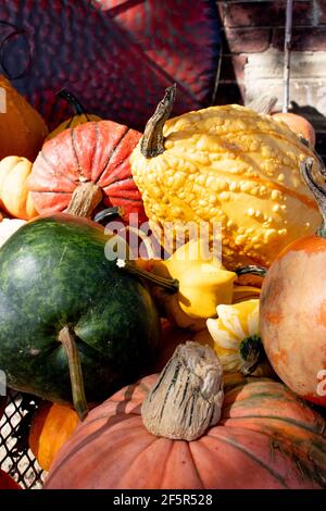 Fall Autumn still life with multicolored gourds, squash and pumpkins Stock Photo