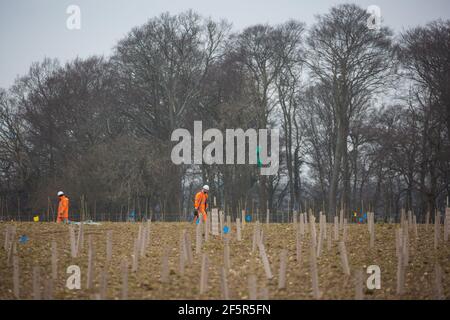 Great Missenden, UK. 18th March, 2021. Workers in high-visibility suits plant saplings on behalf of HS2 Ltd as a measure intended to mitigate for the destruction of ancient woodland at Jones Hill Wood for the HS2 high-speed rail link. There is currently considerable tree and hedgerow clearance work taking place for the project between Great Missenden and Wendover in the Chilterns AONB. Credit: Mark Kerrison/Alamy Live News