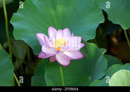 A pink and white lotus flower blossoms on a tranquil, zen pond in a beautiful Japanese garden in Kyoto, Japan on a perfect, sunny summer day in Asia. Stock Photo