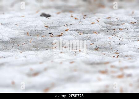 Early spring time dirty gray melted snow with sand pattern texture Stock Photo